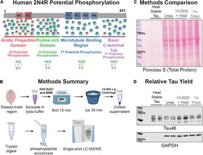 Simple, Single-Shot Phosphoproteomic Analysis of Heat-Stable Tau Identifies Age-Related Changes in pS235- and pS396-Tau Levels in Non-human Primates